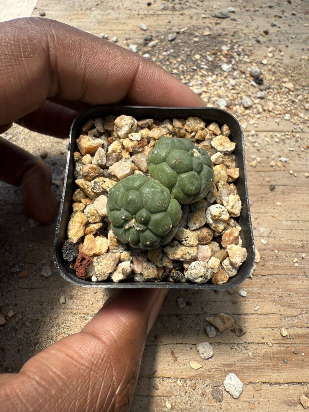 Astrophytum asterias Kikko 2 Headed