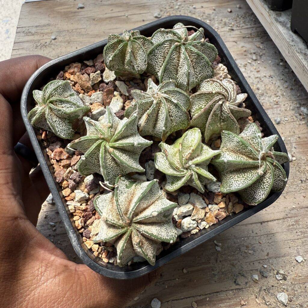 Astrophytum capricorne bundle