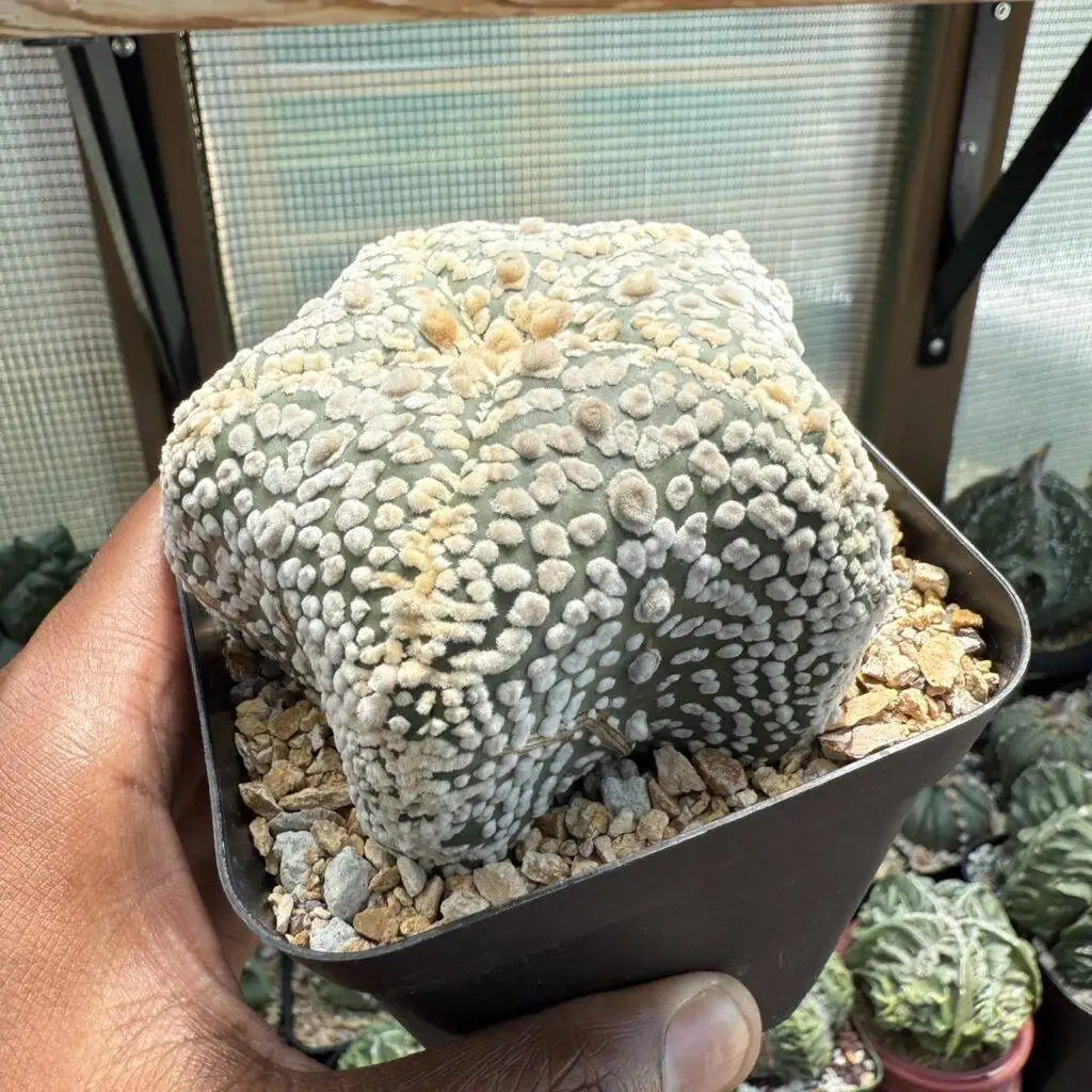 Astrophytum asterias Super "Star Shape" 5 Rib