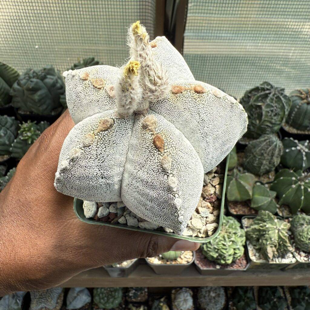 Astrophytum myriostigma Onzuka