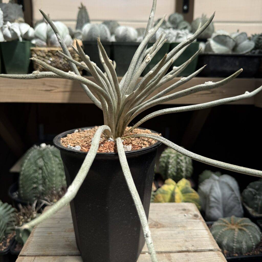 Astrophytum caput-medusae