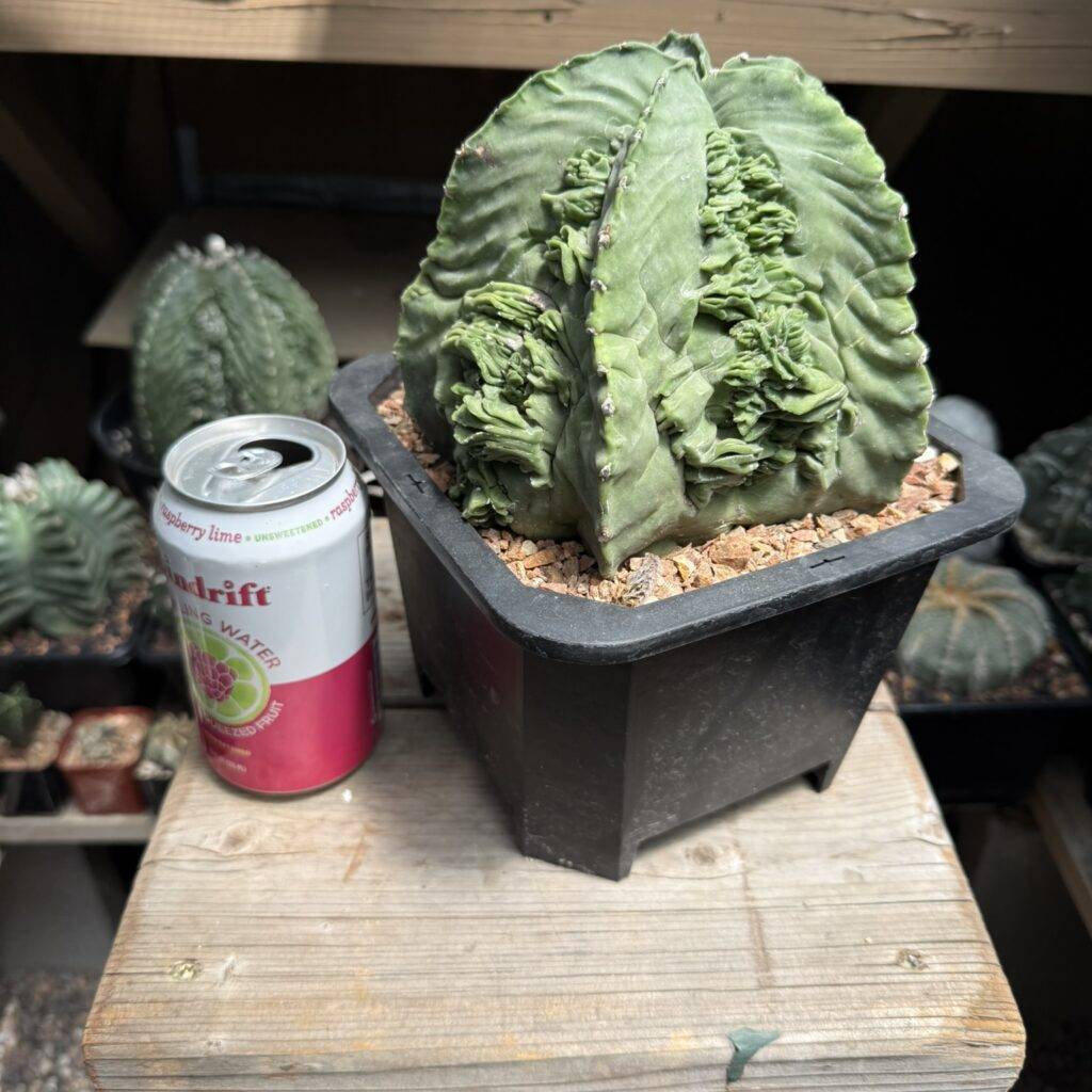 Astrophytum myriostigma Fukuryu