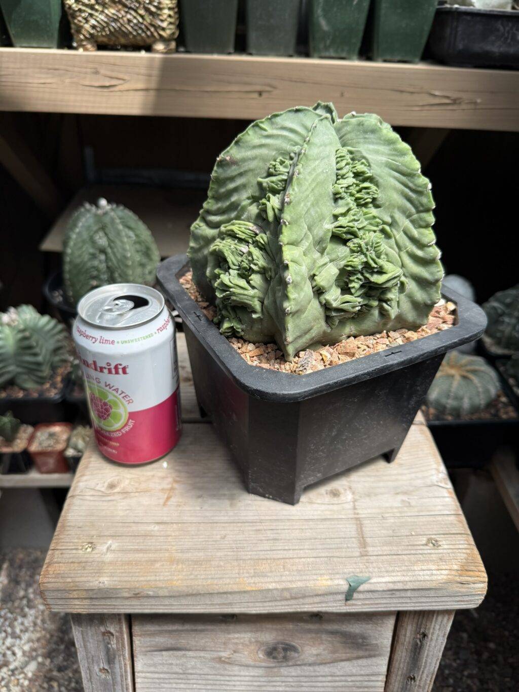 Astrophytum myriostigma Fukuryu