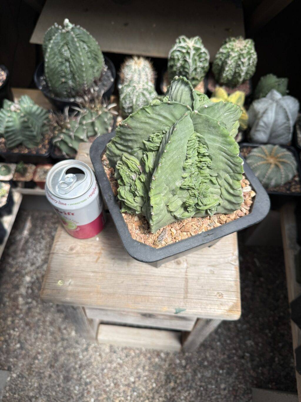 Astrophytum myriostigma Fukuryu - Image 6