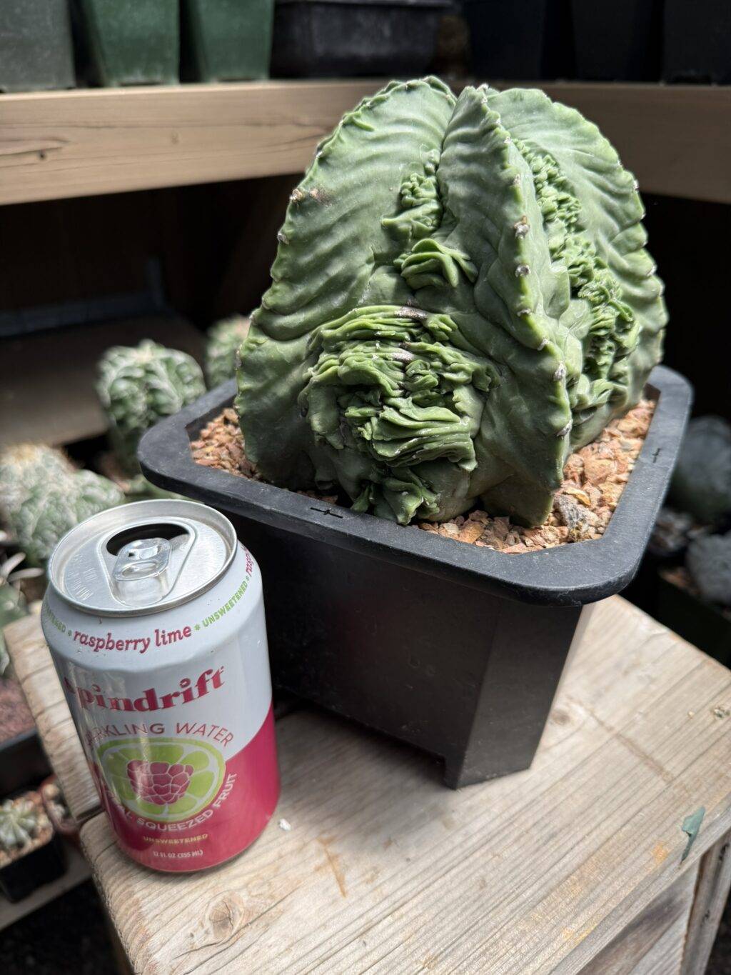 Astrophytum myriostigma Fukuryu - Image 5