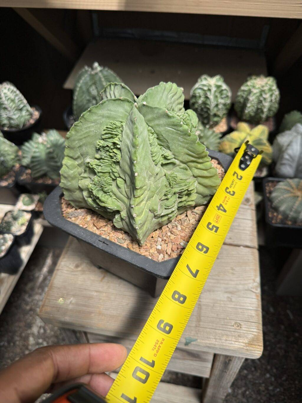 Astrophytum myriostigma Fukuryu - Image 3