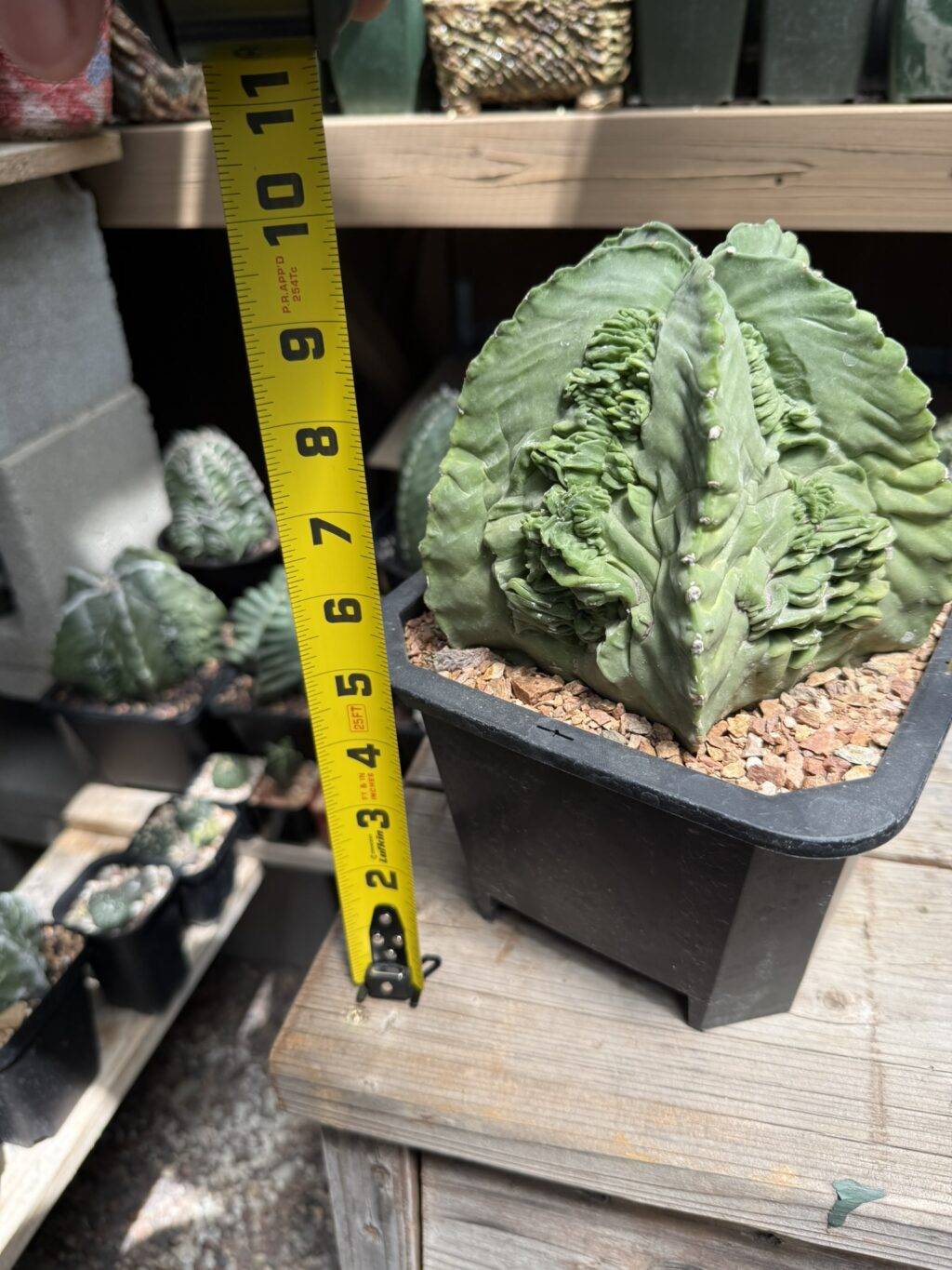 Astrophytum myriostigma Fukuryu - Image 2
