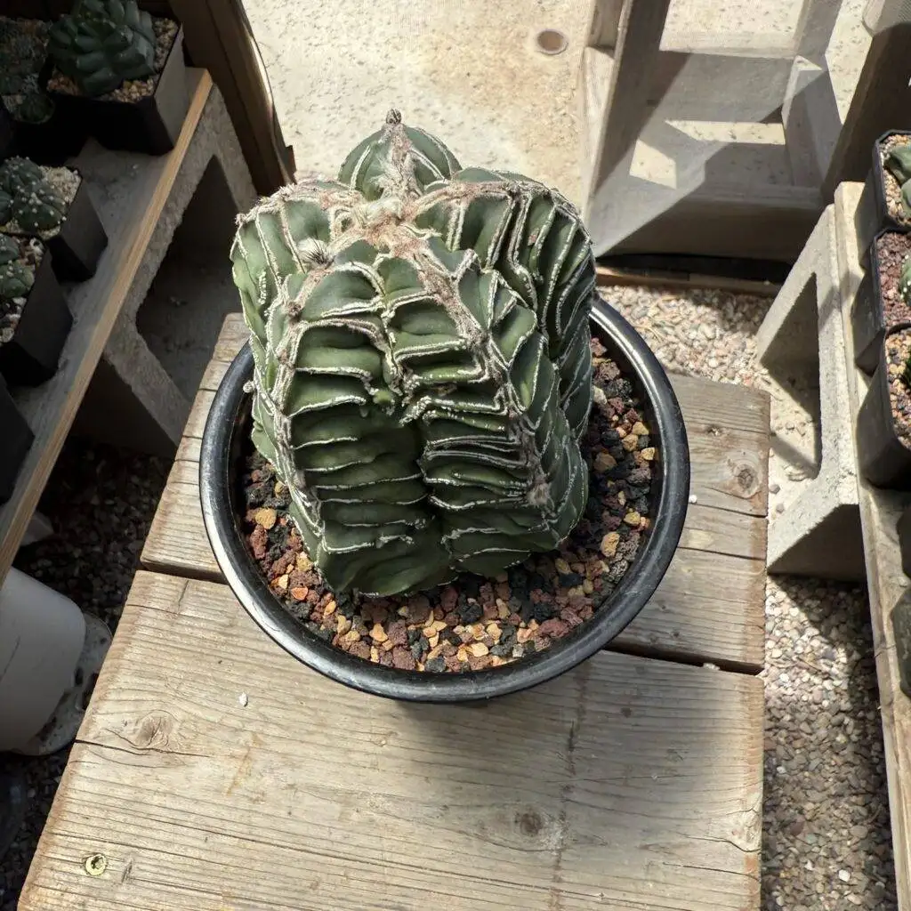 Astrophytum myriostigma Fukuryu Hakujo