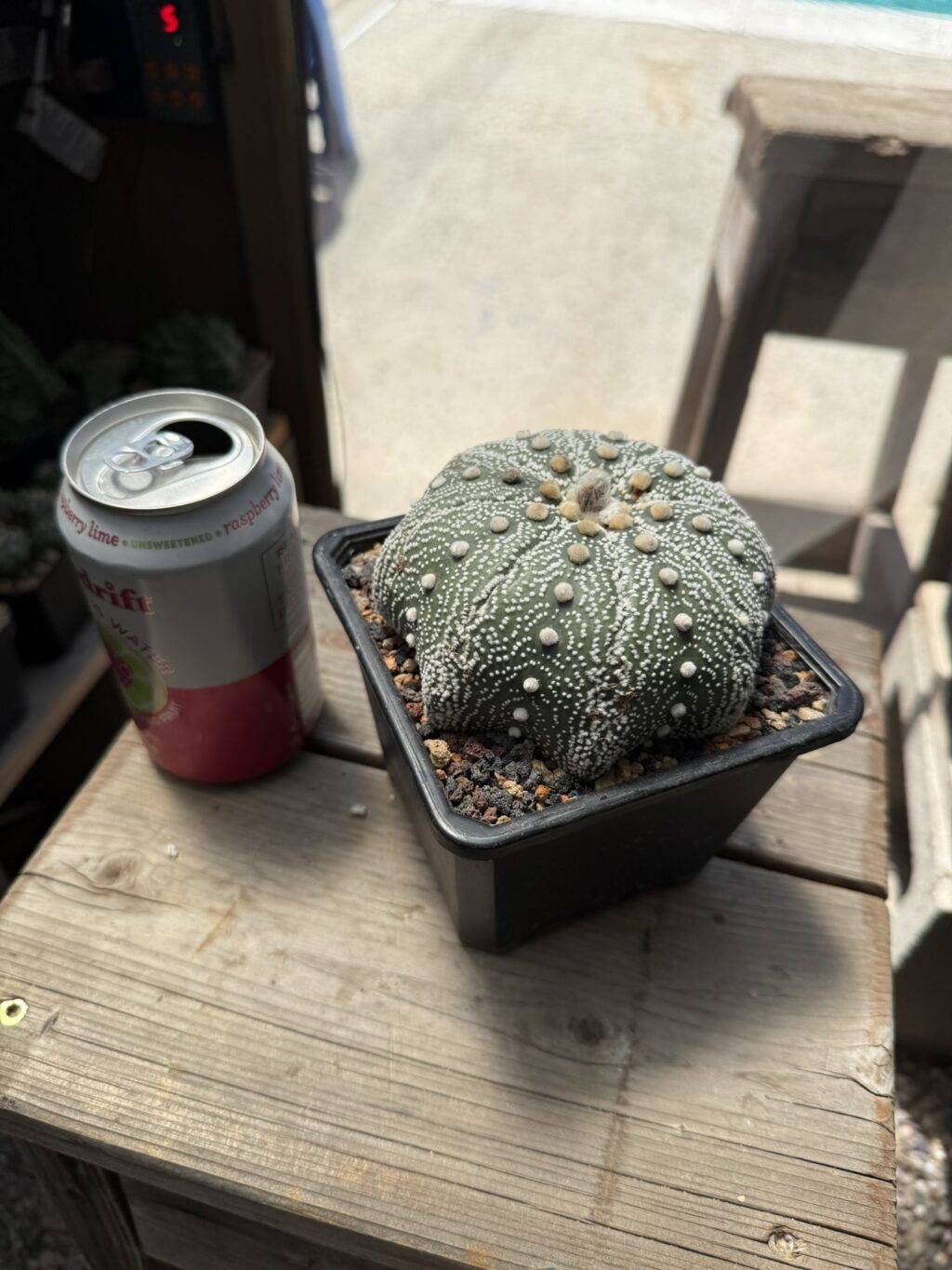 Astrophytum asterias Iwata Star Shape - Image 5
