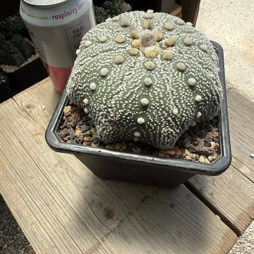 Astrophytum asterias Iwata Star Shape