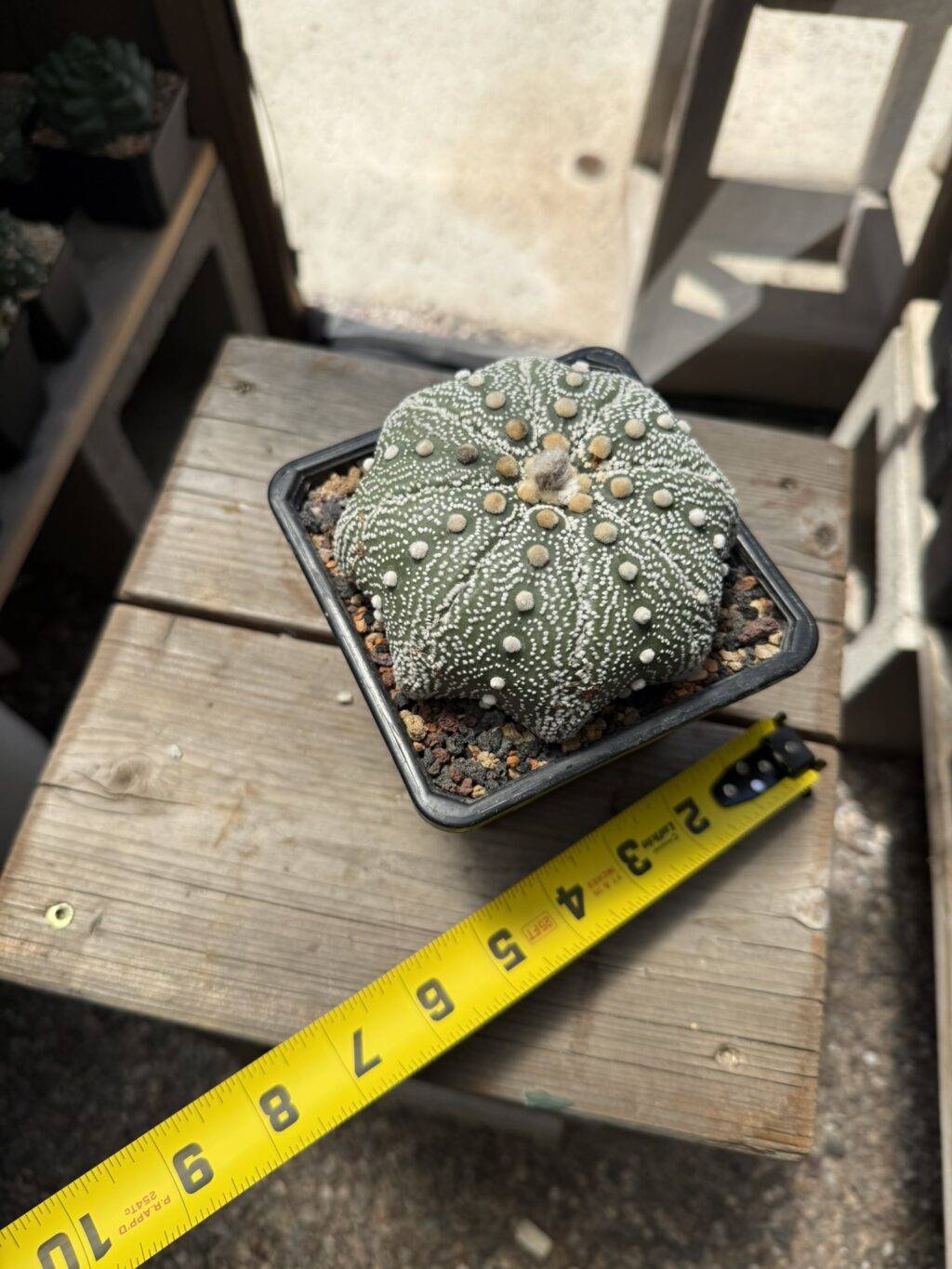 Astrophytum asterias Iwata Star Shape - Image 2