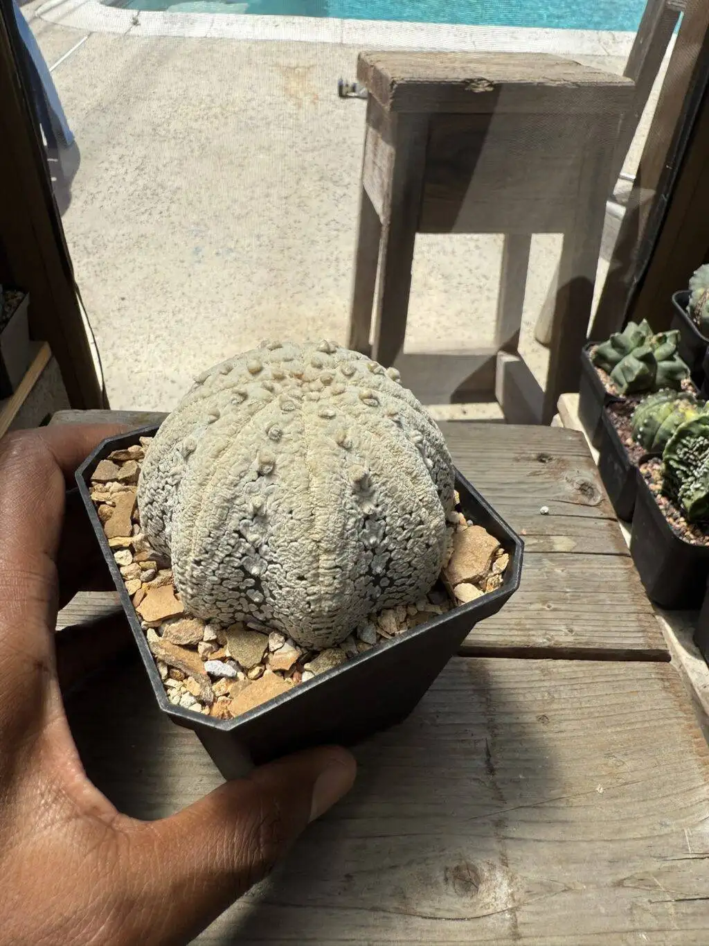 Astrophytum asterias cv. Superkabuto “Snow” Star Shape - Image 5