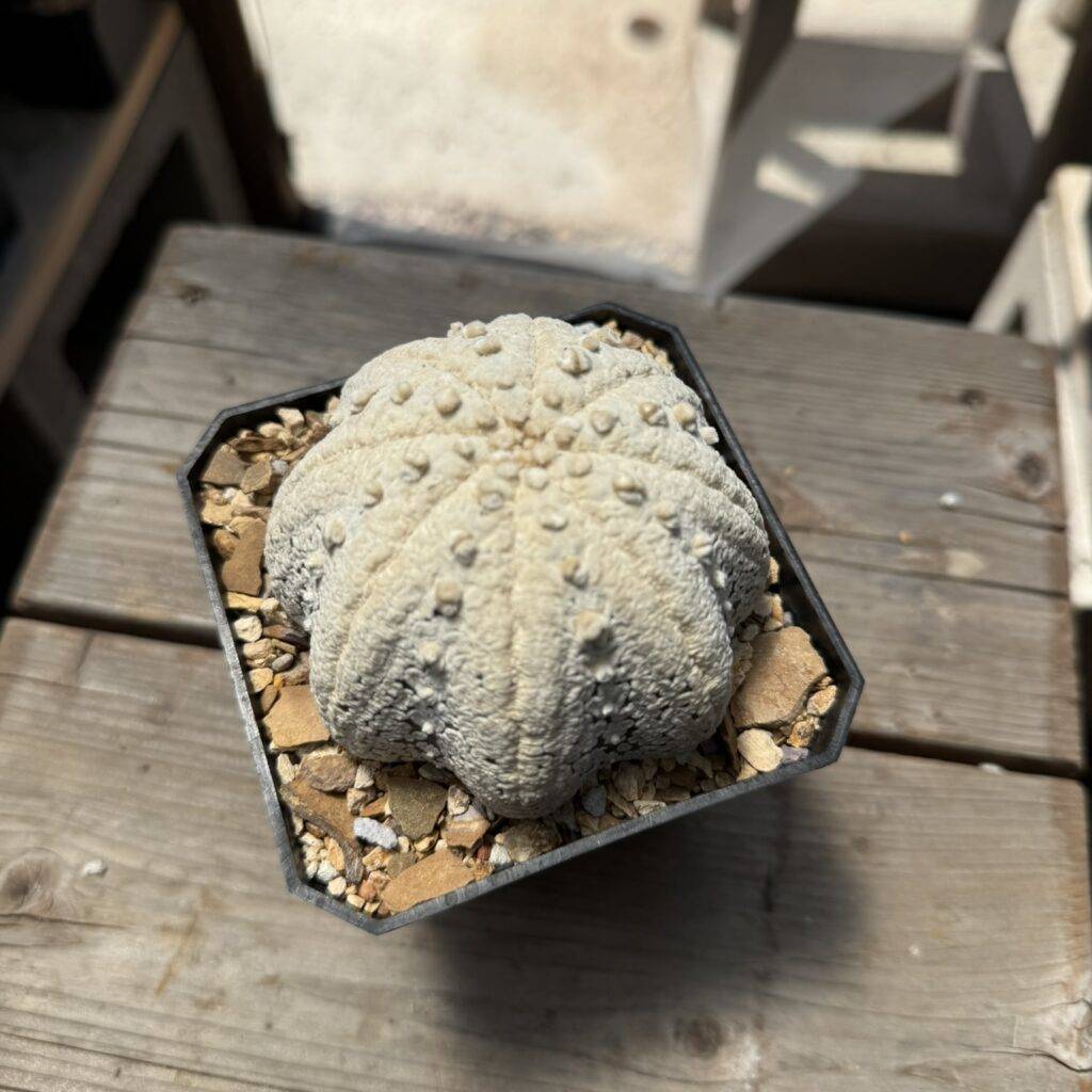 Astrophytum asterias cv. Superkabuto “Snow” Star Shape