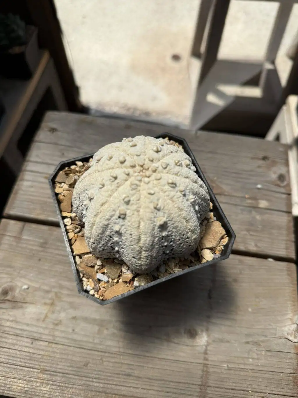 Astrophytum asterias cv. Superkabuto “Snow” Star Shape