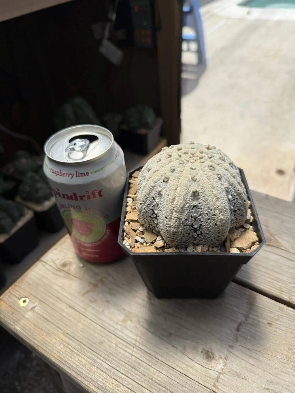 Astrophytum asterias cv. Superkabuto “Snow” Star Shape - Image 3