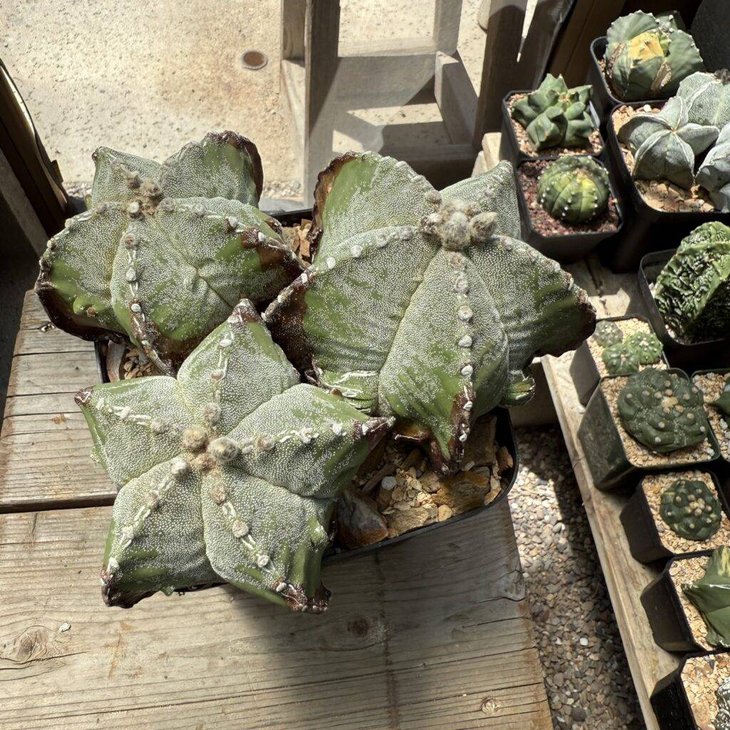 Astrophytum myriostigma Fukuryu 3 Headed