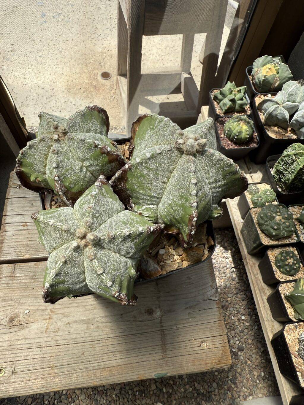 Astrophytum myriostigma Fukuryu 3 Headed