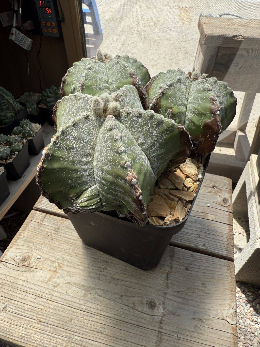 Astrophytum myriostigma Fukuryu 3 Headed - Image 6