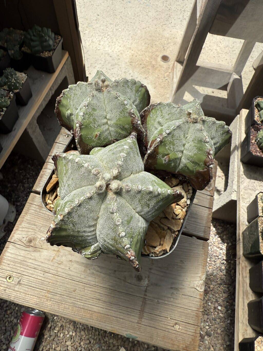 Astrophytum myriostigma Fukuryu 3 Headed - Image 5