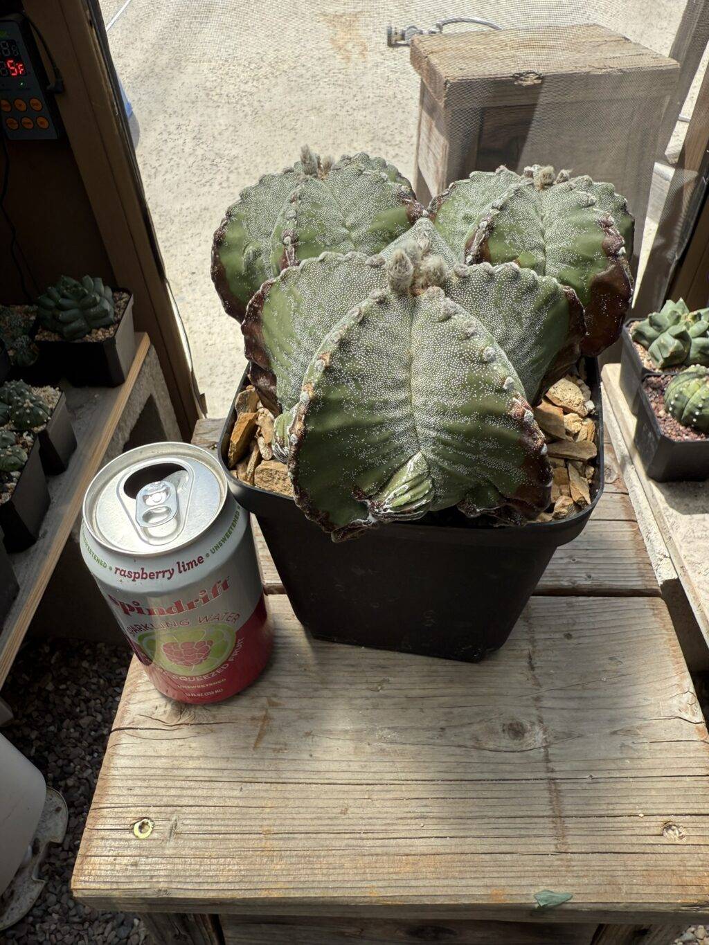 Astrophytum myriostigma Fukuryu 3 Headed - Image 4