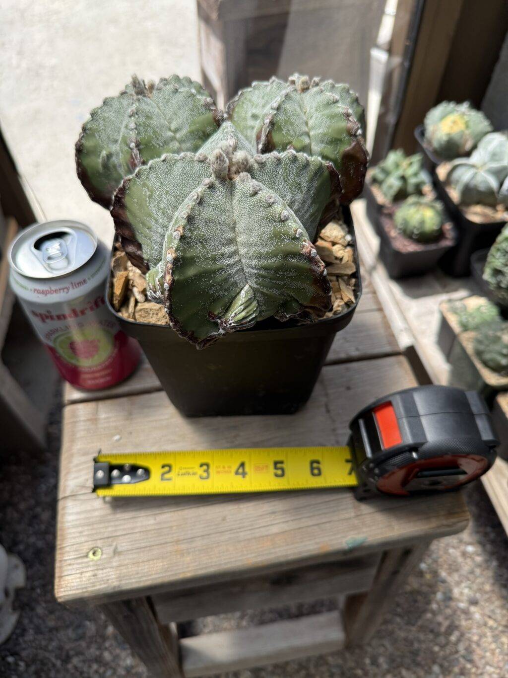 Astrophytum myriostigma Fukuryu 3 Headed - Image 3
