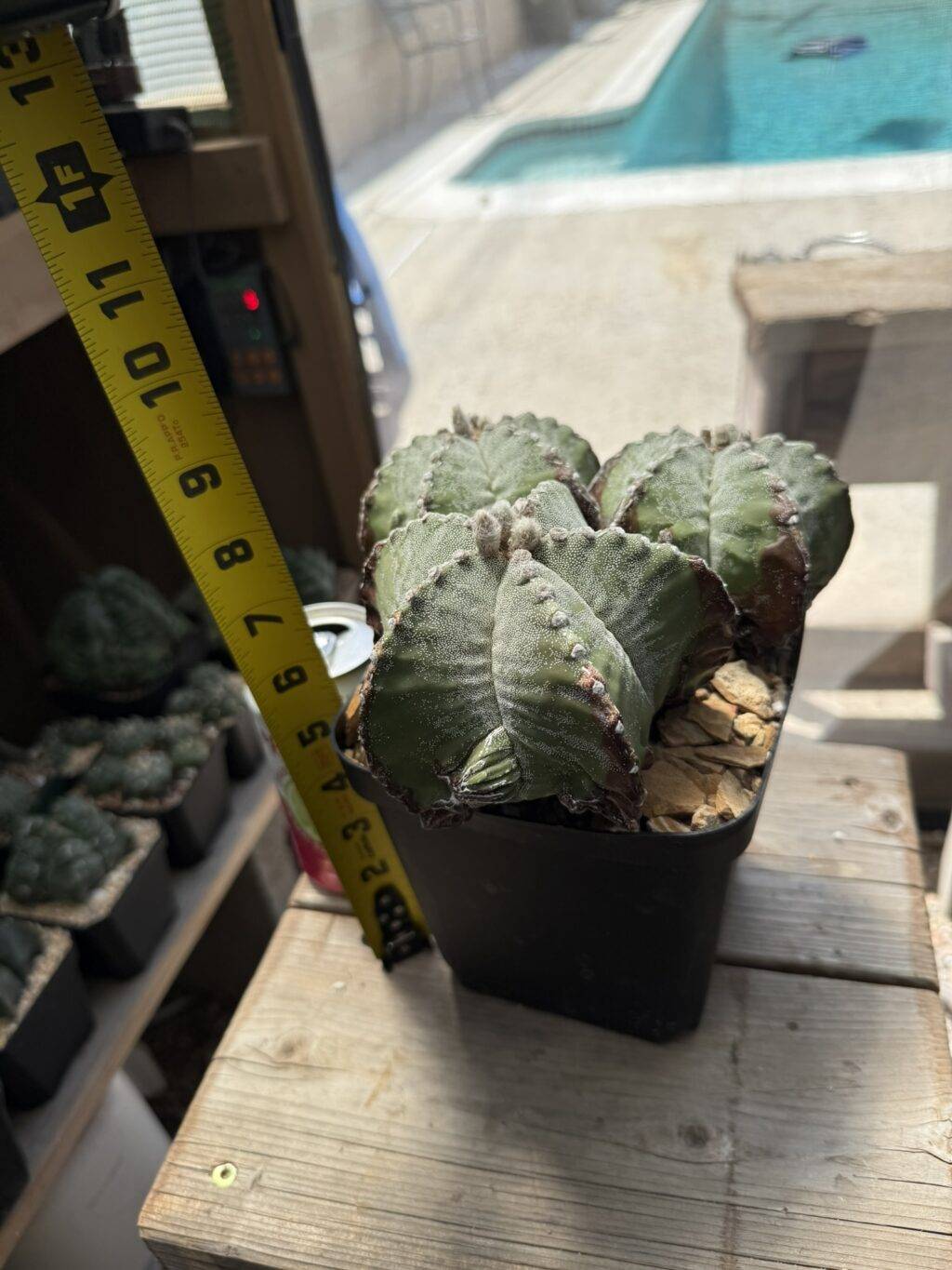 Astrophytum myriostigma Fukuryu 3 Headed - Image 2