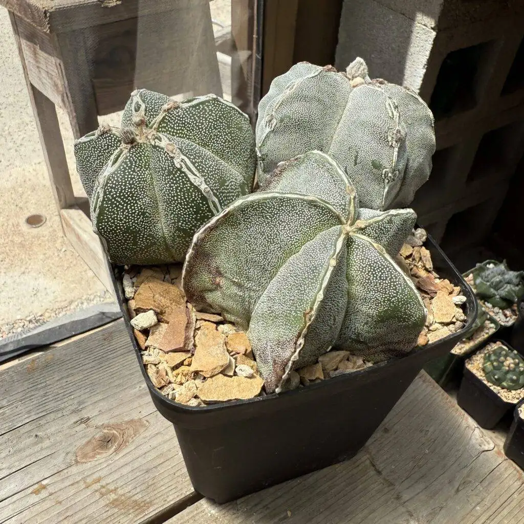 Astrophytum myriostigma Hakujo Bundle