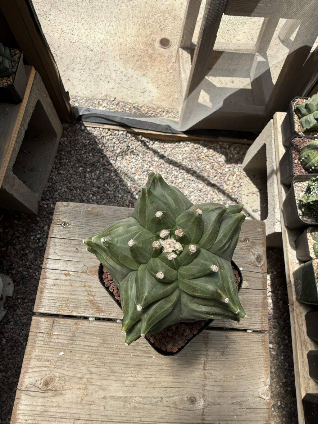 Astrophytum myriostigma 'Super' Kikko - Image 2