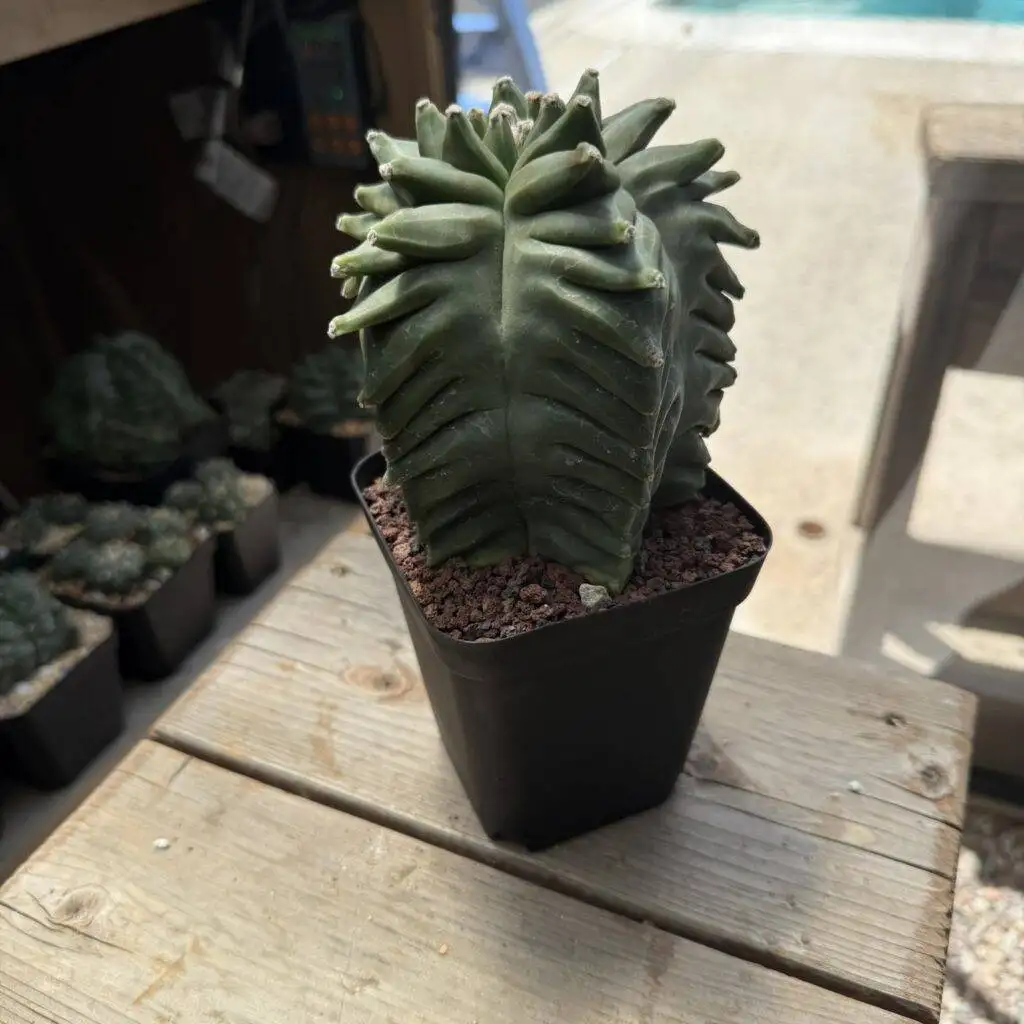 Astrophytum myriostigma 'Super' Kikko