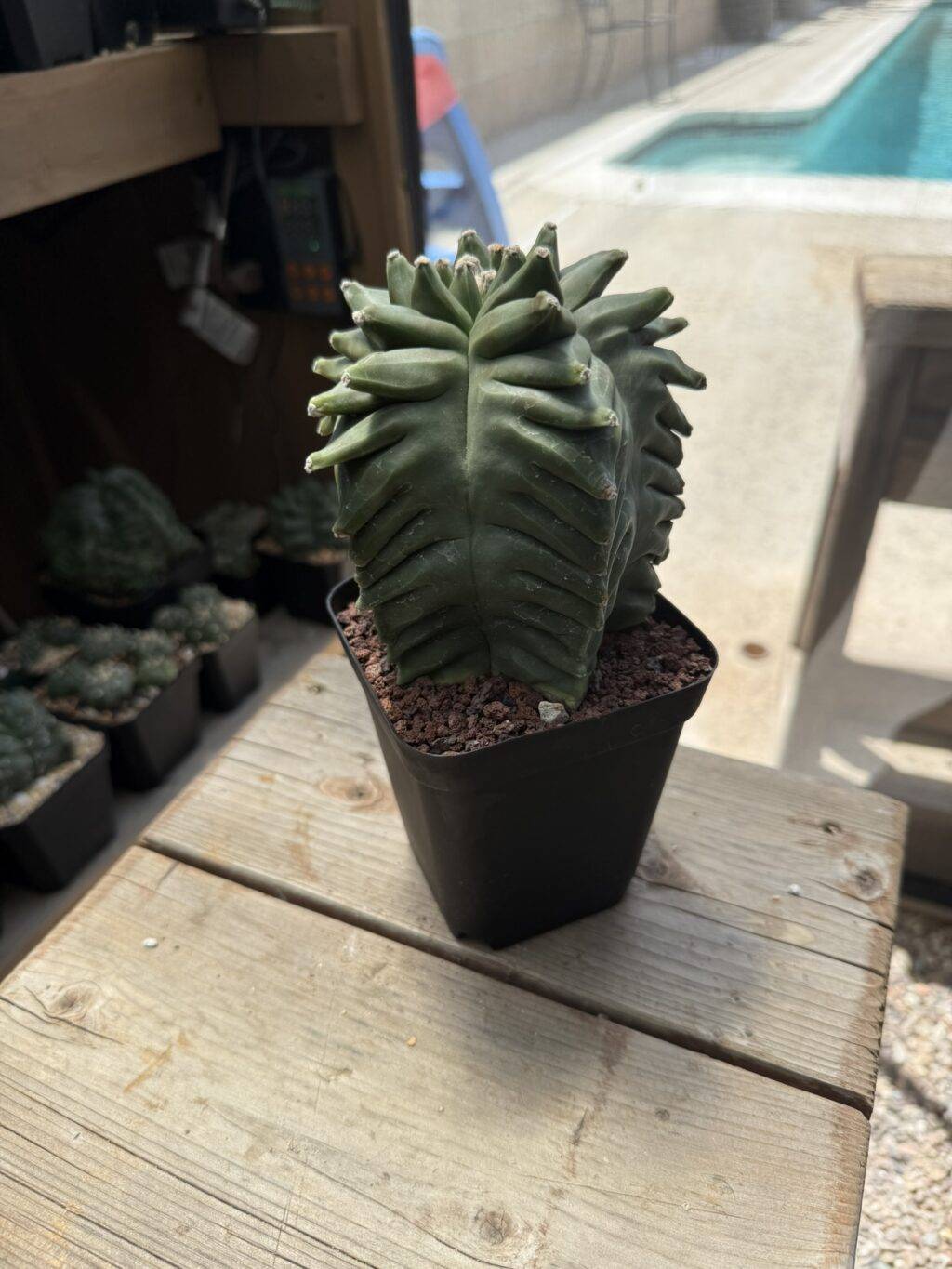 Astrophytum myriostigma 'Super' Kikko