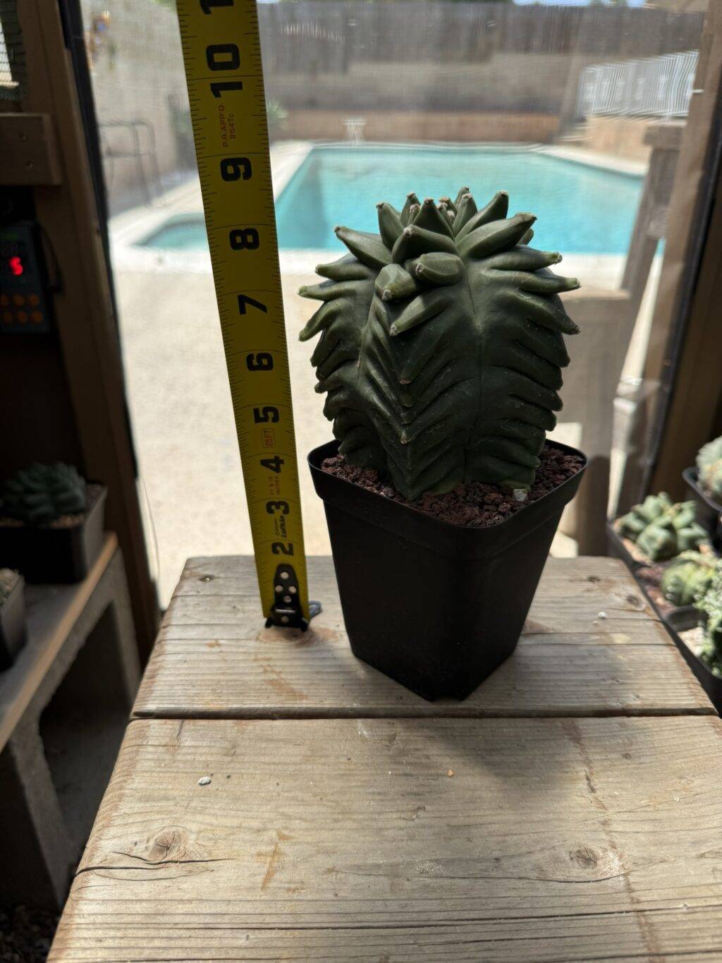 Astrophytum myriostigma 'Super' Kikko - Image 4