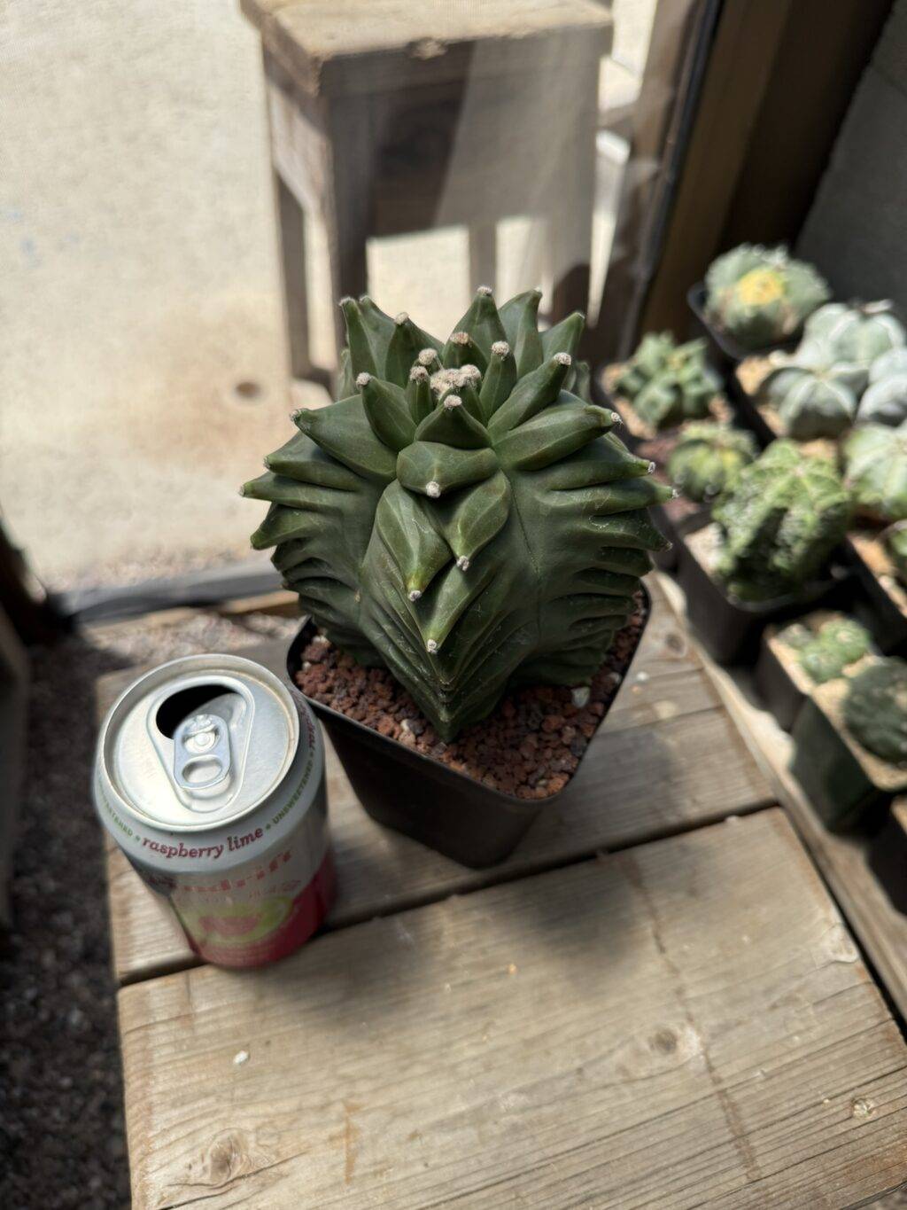 Astrophytum myriostigma 'Super' Kikko - Image 3