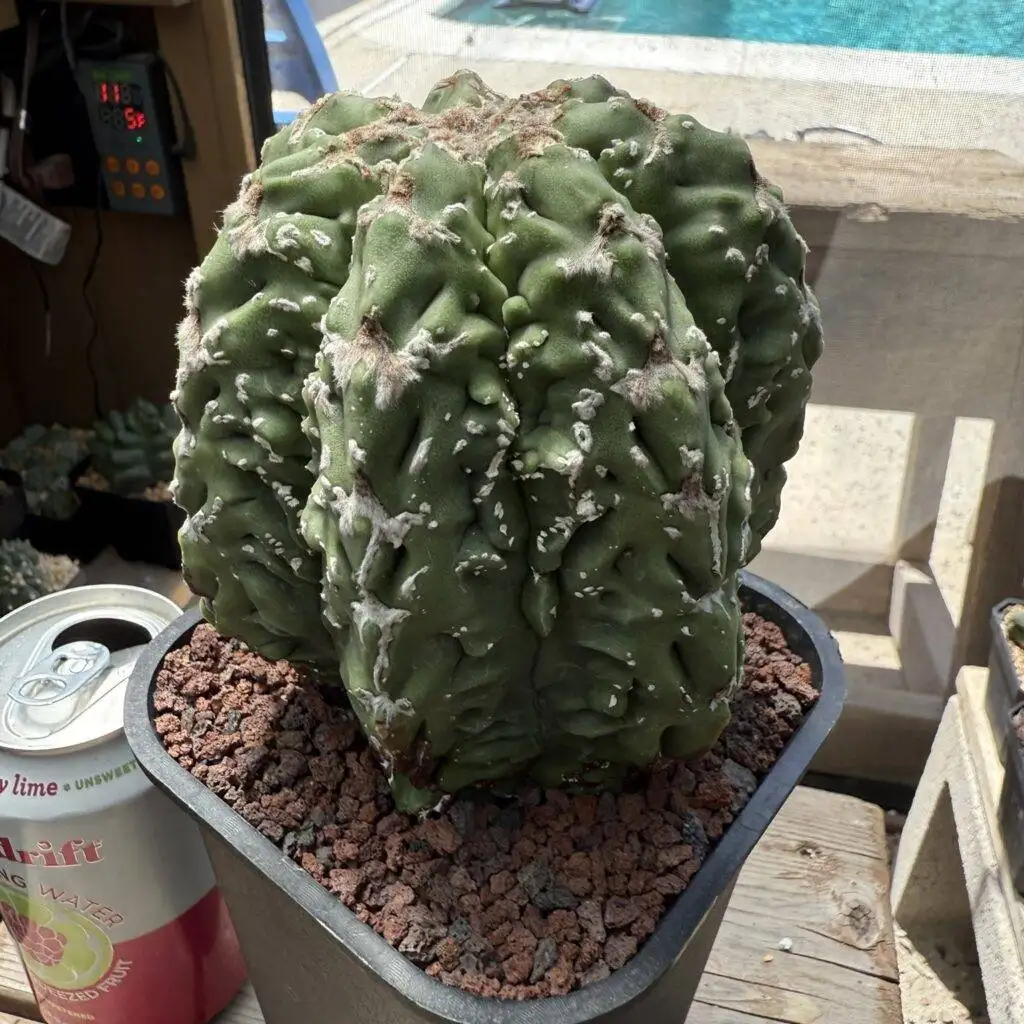 Astrophytum myriostigma Fukuryu