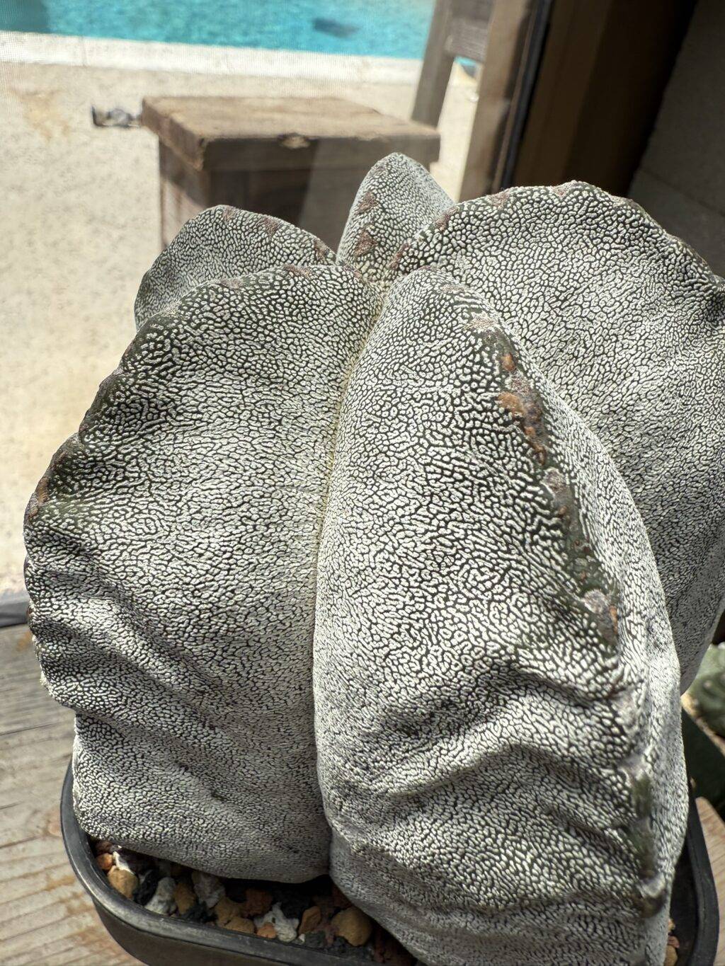 Astrophytum myriostigma Onzuka - Image 3