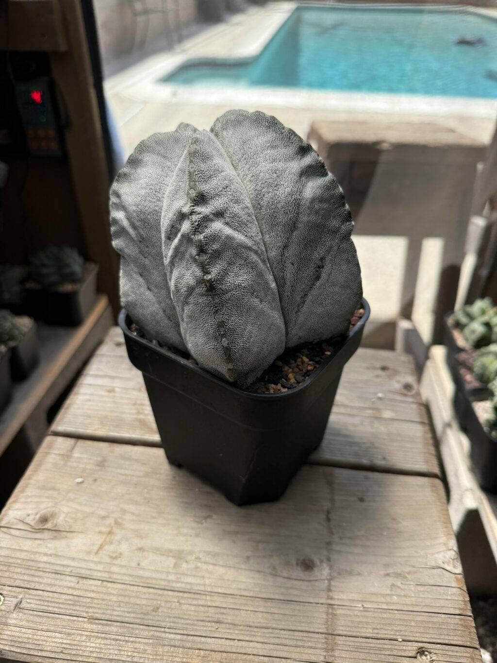 Astrophytum myriostigma Onzuka - Image 5