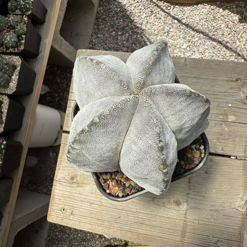 Astrophytum myriostigma Onzuka