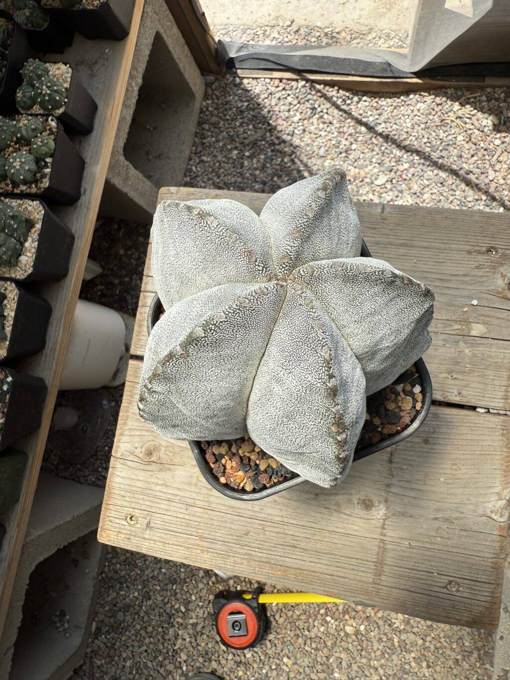 Astrophytum myriostigma Onzuka