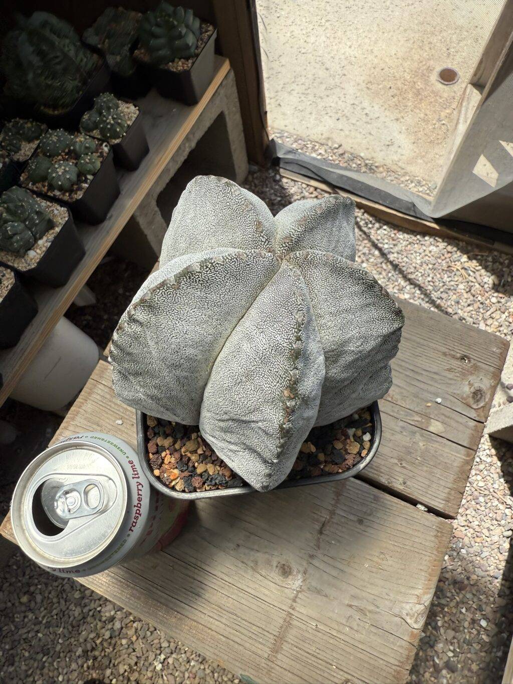 Astrophytum myriostigma Onzuka - Image 2