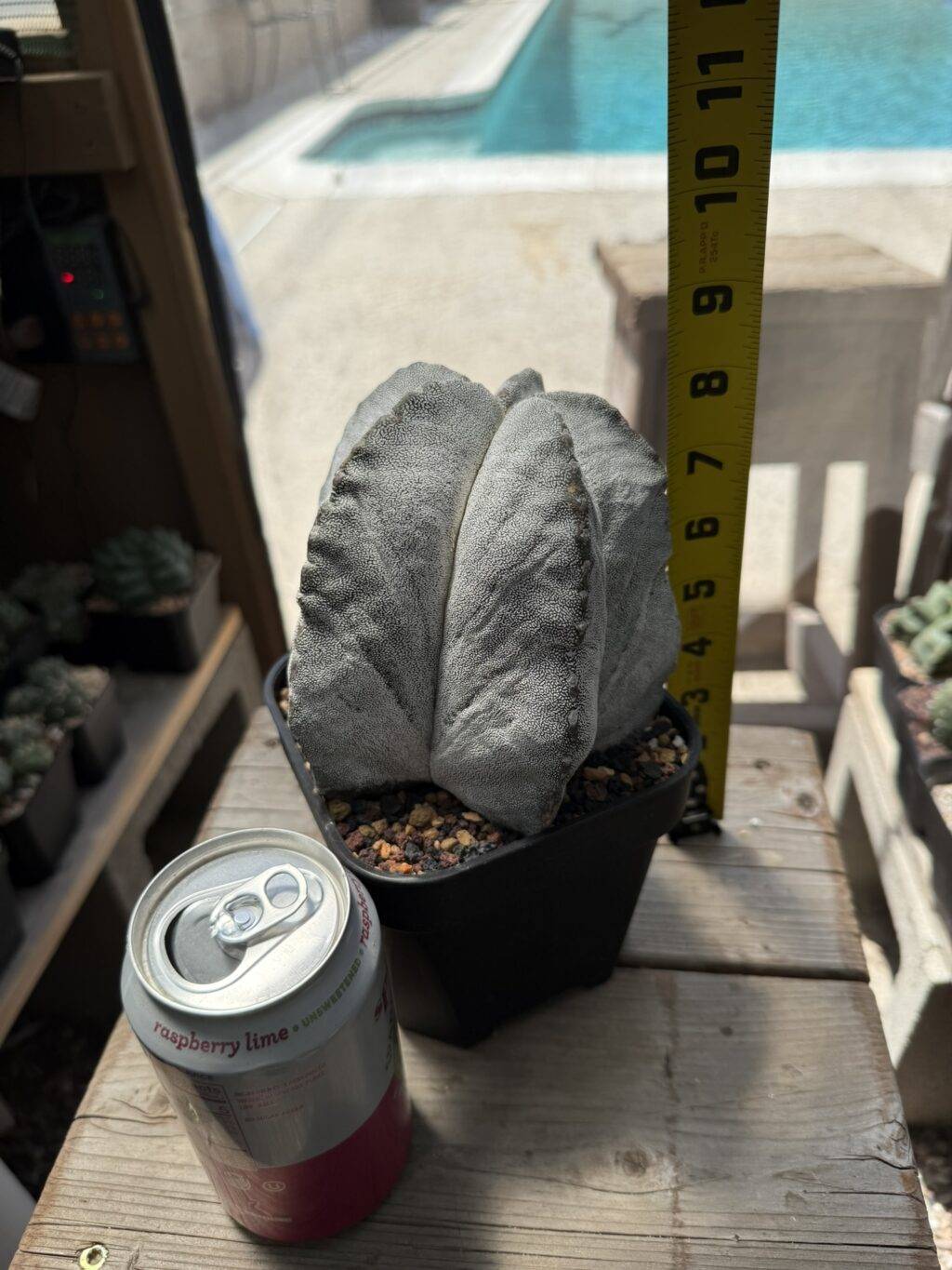 Astrophytum myriostigma Onzuka - Image 4