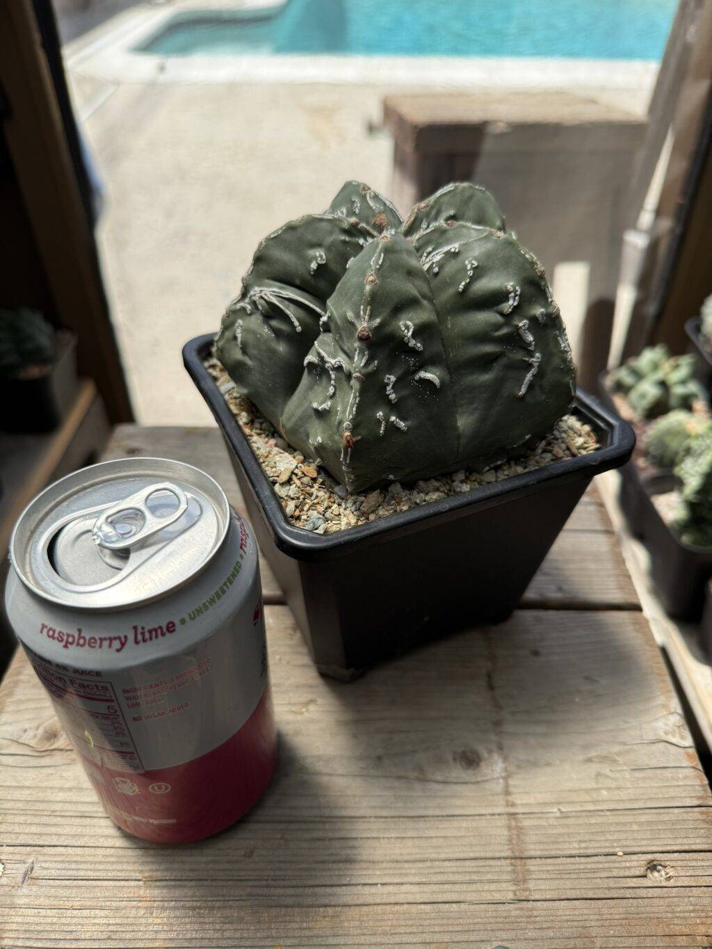 Astrophytum myriostigma Hakujo Fukuryu - Image 4