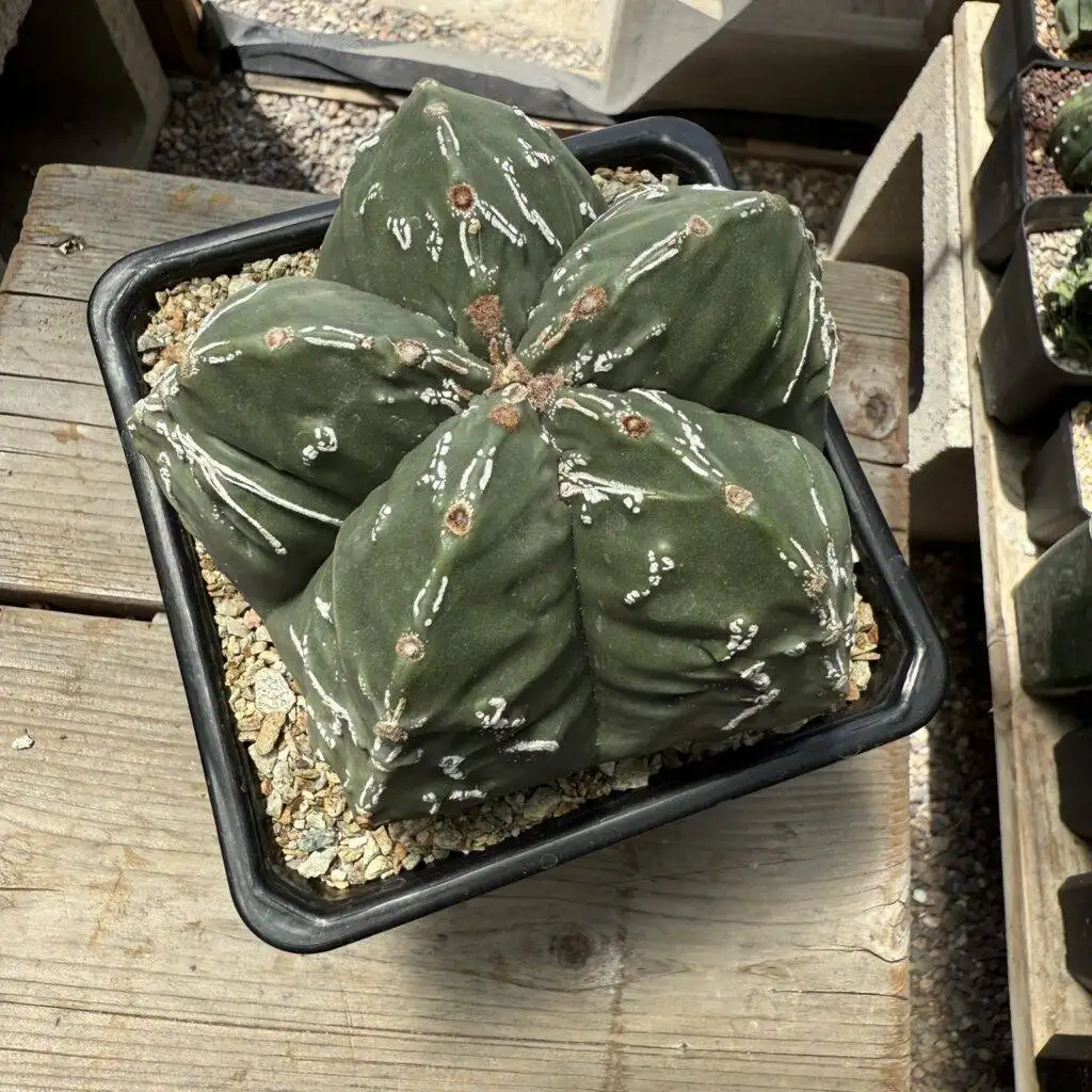 Astrophytum myriostigma Hakujo Fukuryu