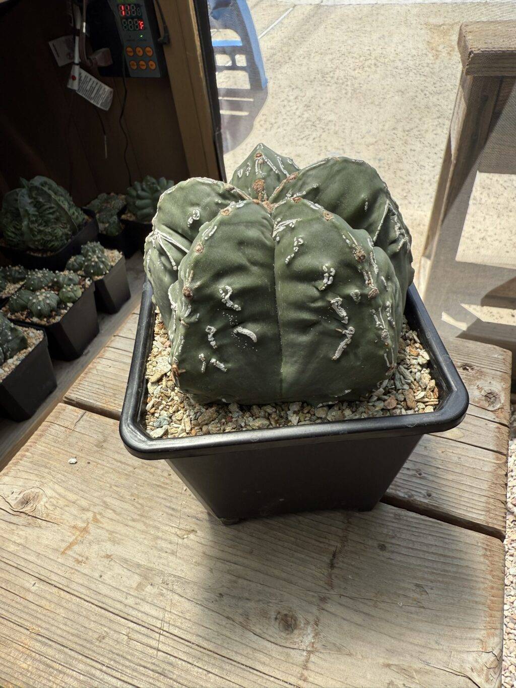 Astrophytum myriostigma Hakujo Fukuryu - Image 3