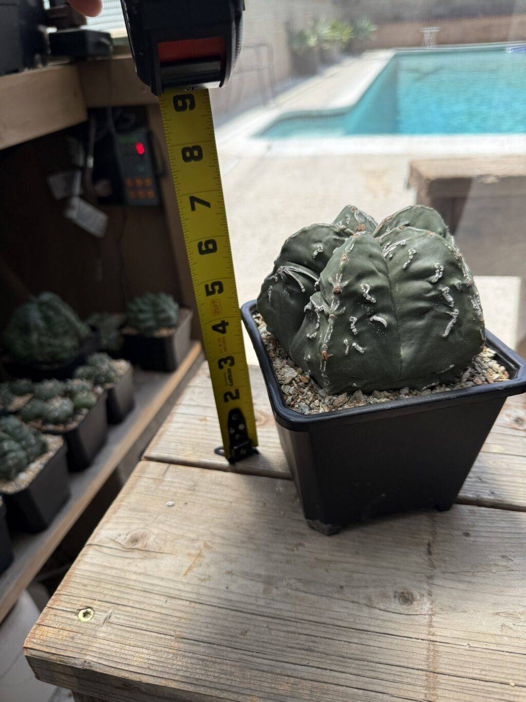 Astrophytum myriostigma Hakujo Fukuryu - Image 2