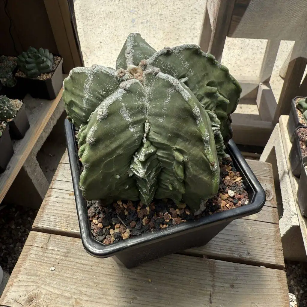 Astrophytum myriostigma Fukuryu