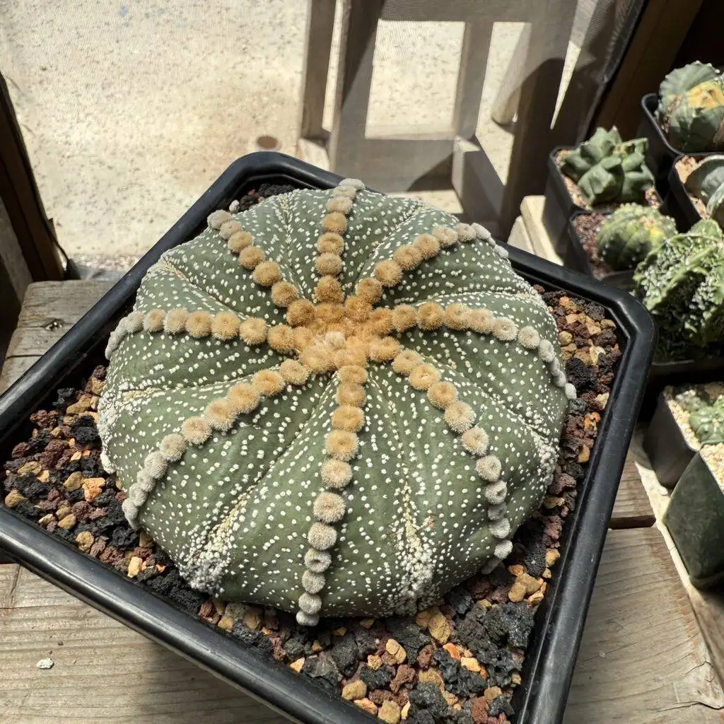 Astrophytum asterias Ooibo Rensei
