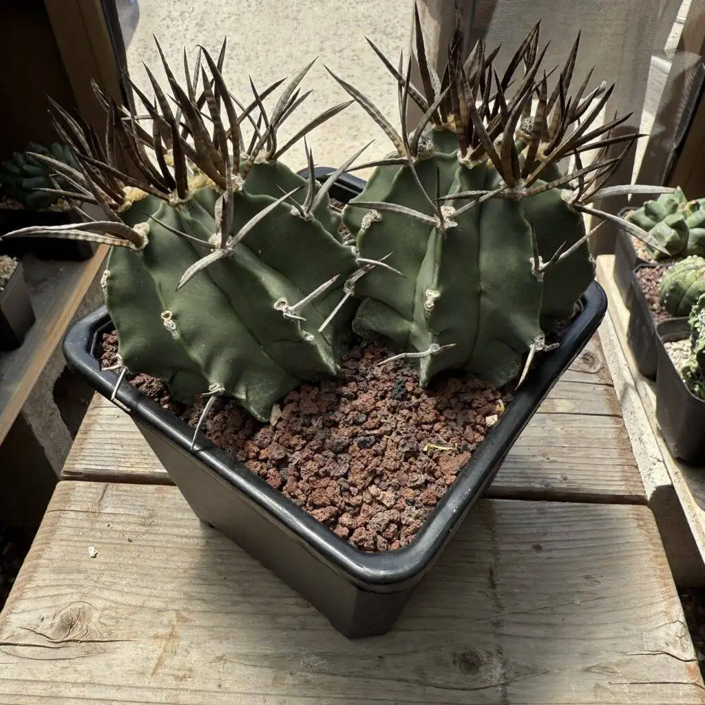 Astrophytum capricorne cv. Taiho-Gyoku Buffalo 2 Headed