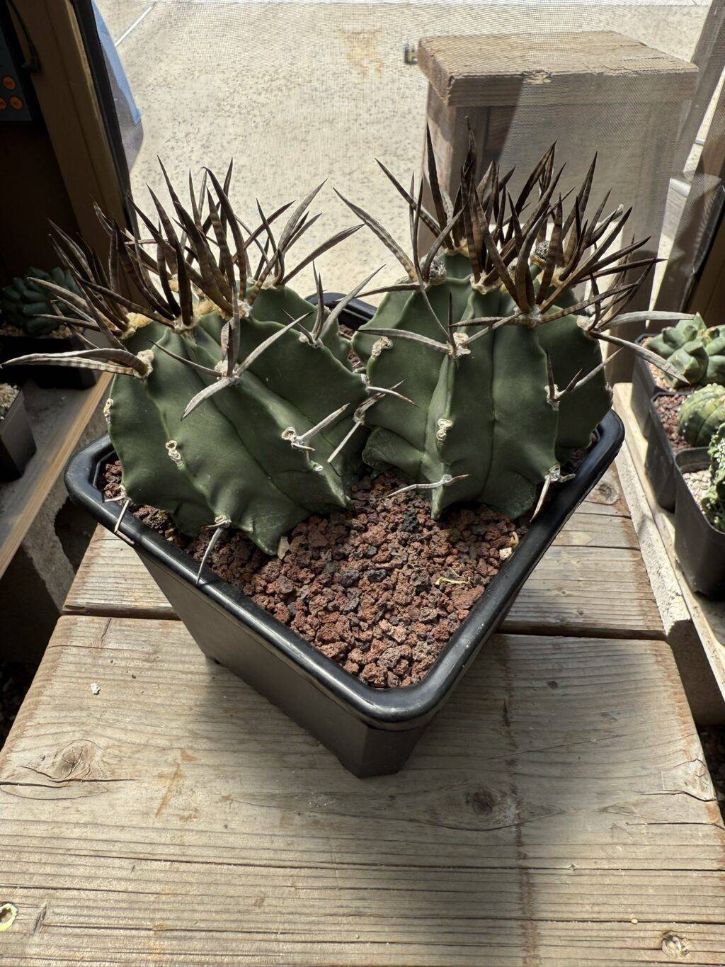 Astrophytum capricorne cv. Taiho-Gyoku Buffalo 2 Headed