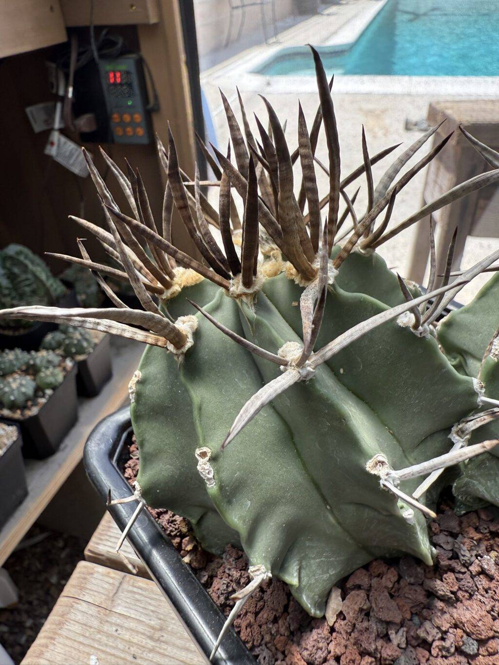 Astrophytum capricorne cv. Taiho-Gyoku Buffalo 2 Headed - Image 2