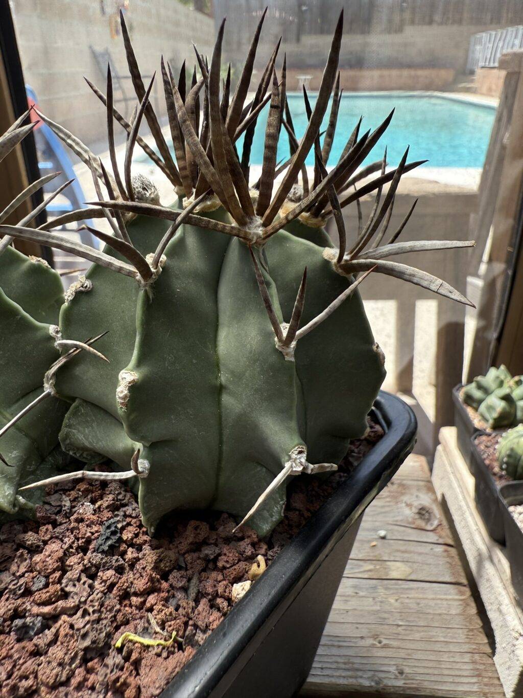 Astrophytum capricorne cv. Taiho-Gyoku Buffalo 2 Headed - Image 3