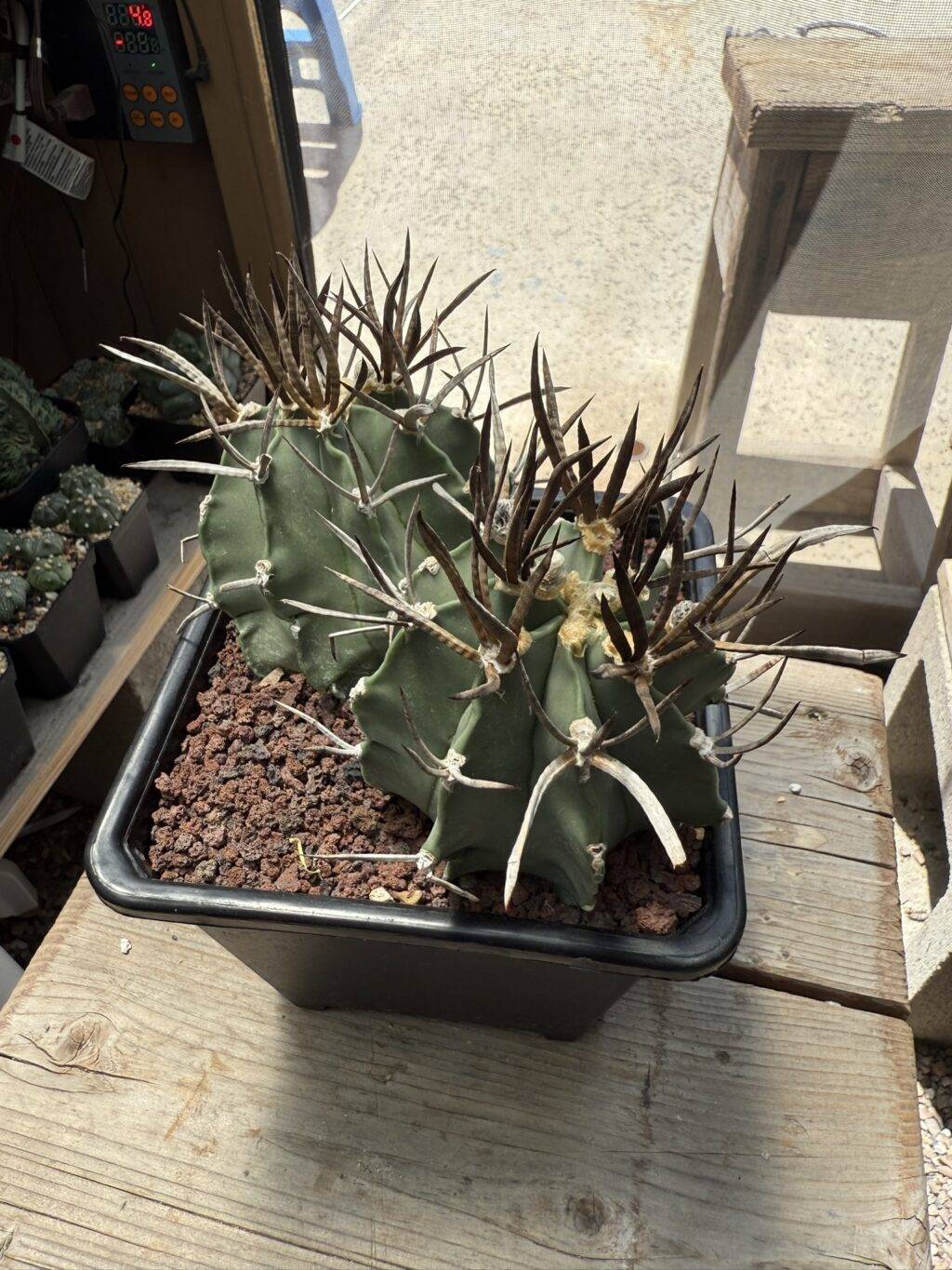 Astrophytum capricorne cv. Taiho-Gyoku Buffalo 2 Headed - Image 4